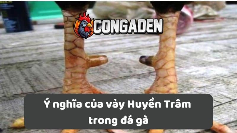 Ý nghĩa của vảy Huyền Trâm trong đá gà Ý nghĩa của vảy Huyền Trâm trong đá gà