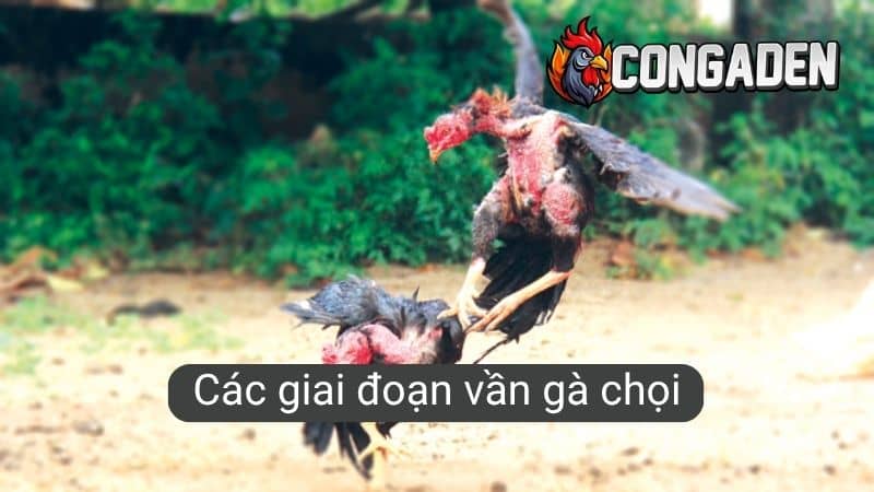 Các giai đoạn vần gà chọi