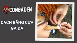 Cách Băng Cựa Gà Đá Chuẩn Xác – Đảm Bảo An Toàn Và Hiệu Suất