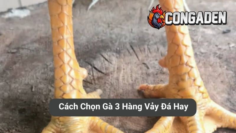 Cách chọn gà 3 hàng vảy đá hay