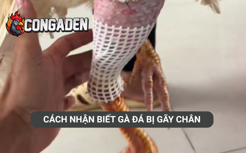 Cách nhận biết gà đá bị gãy chân