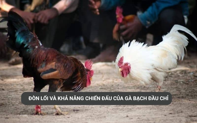 Đòn lối và khả năng chiến đấu của gà bạch đầu chỉ