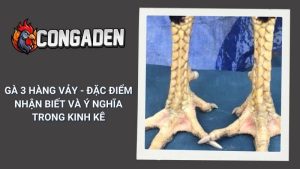 Gà 3 Hàng Vảy - Đặc Điểm Nhận Biết Và Ý Nghĩa Trong Kinh Kê