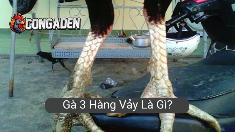 Gà 3 hàng vảy là gì?