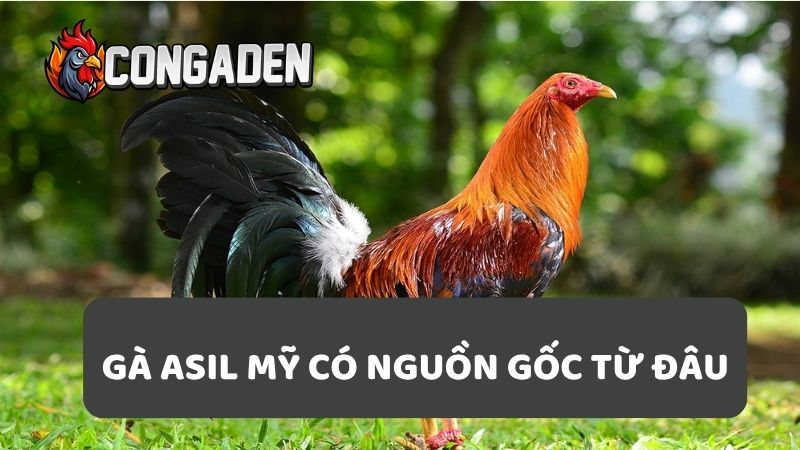 Gà asil mỹ có nguồn gốc từ đâu