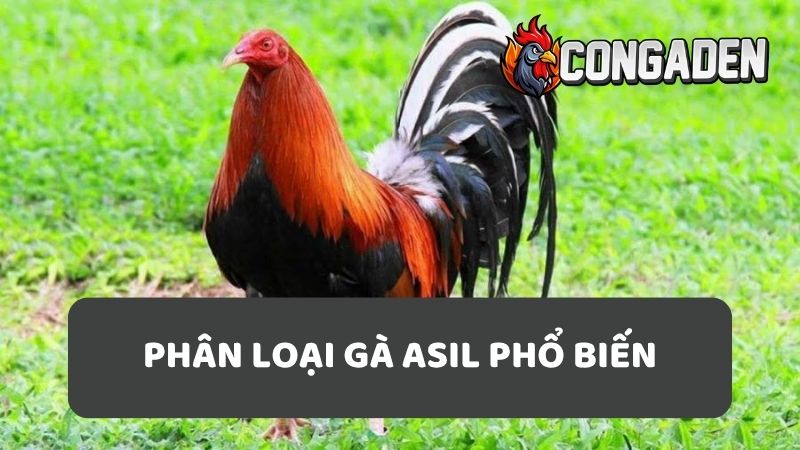 Phân loại gà asil Mỹ phổ biến