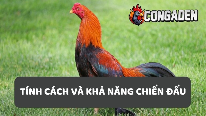 Tính cách và khả năng chiến đấu