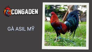 Gà Asil Mỹ - Tinh Hoa Lai Tạo Giữa Sức Mạnh Và Tốc Độ