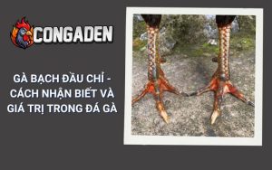 Gà Bạch Đầu Chỉ - Cách Nhận Biết Và Giá Trị Trong Đá Gà