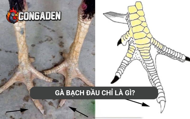 Gà bạch đầu chỉ là gì?
