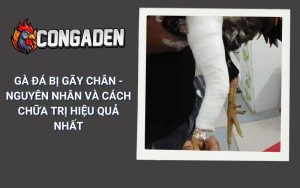 Gà Đá Bị Gãy Chân - Nguyên Nhân Và Cách Chữa Trị Hiệu Quả Nhất