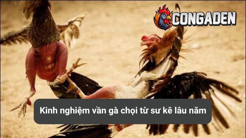 Kinh nghiệm vần gà chọi từ sư kê lâu năm