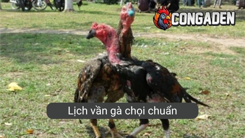 Lịch vần gà chọi chuẩn
