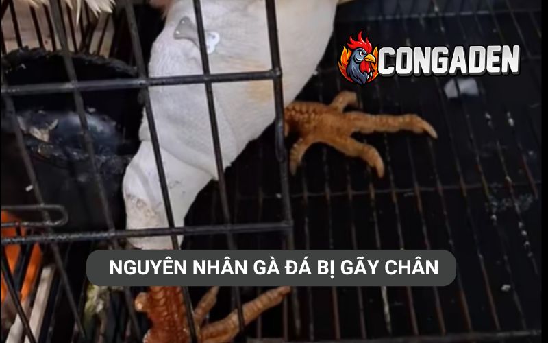 Nguyên nhân gà đá bị gãy chân