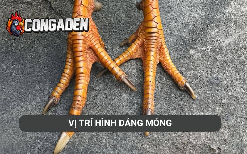 Vị trí hình dáng móng