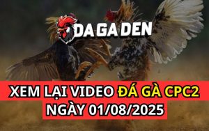 Xem Phát Lại Đá Gà Trực Tiếp Ngày 01/08/2025 Tại Bồ CPC2