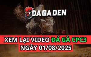 Xem Phát Lại Đá Gà Trực Tiếp Ngày 01/08/2025 Tại Bồ CPC3