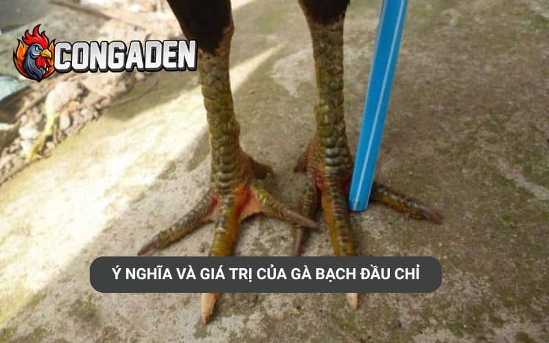 Ý nghĩa và giá trị của gà bạch đầu chỉ